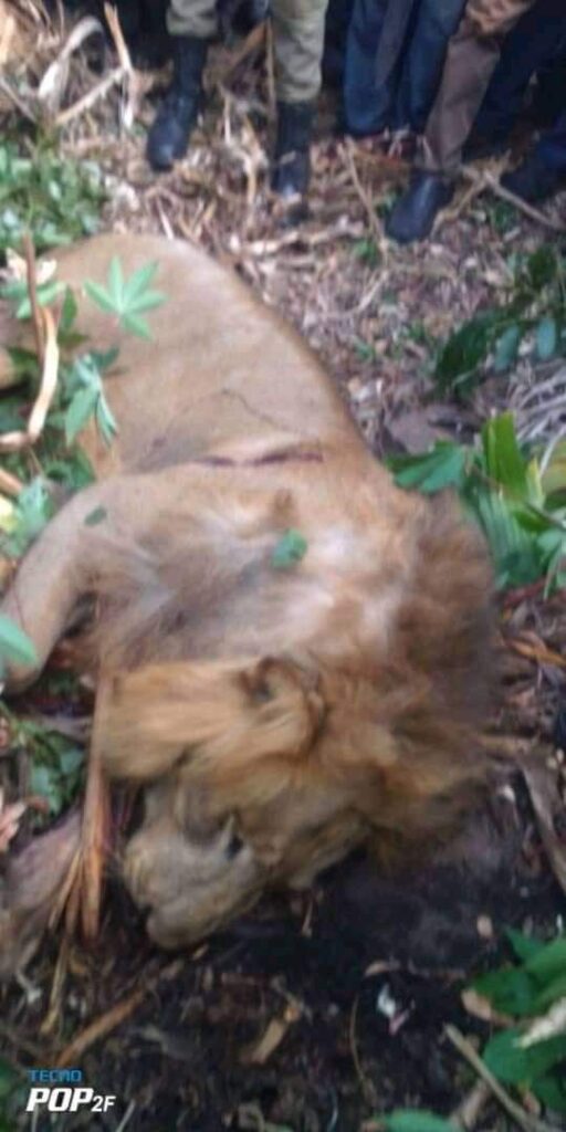 lion killed in Uganda


