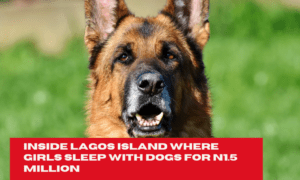 Viral Video: Inside Lagos Island Where Girls Sleep With Dogs For N1.5 Million