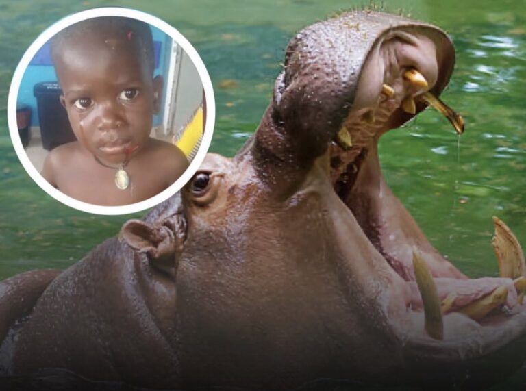 Hippopotamus Swallows 2-year-old Ugandan Boy, Video Goes Viral