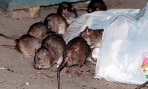New York Will Pay You $170,000 To Help Them Kill Rats: How To Apply