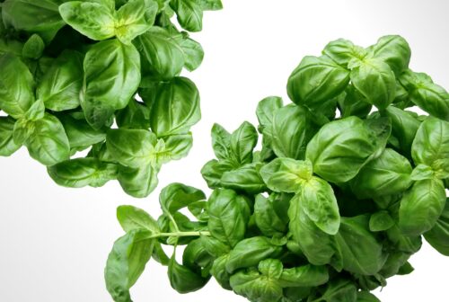 20 Powerful Herbs for Financial Prosperity: How to Use Herbs to Attract Money 2 plant leaves green basil