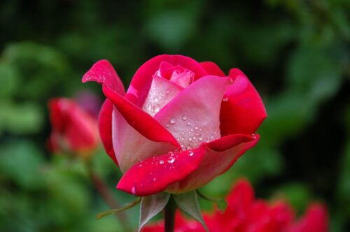 20 Powerful Herbs for Financial Prosperity: How to Use Herbs to Attract Money 15 close photography of red and pink rose