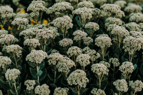 20 Powerful Herbs for Financial Prosperity: How to Use Herbs to Attract Money 21 white cluster flowers in bloom