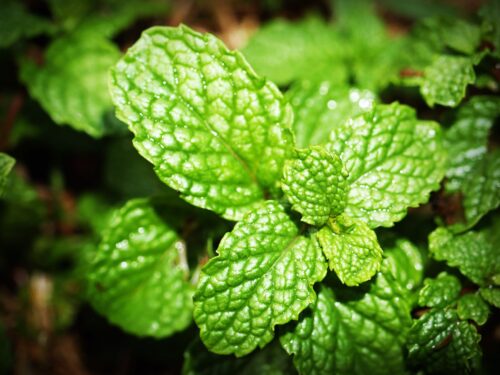 20 Powerful Herbs for Financial Prosperity: How to Use Herbs to Attract Money 14 green mint photo