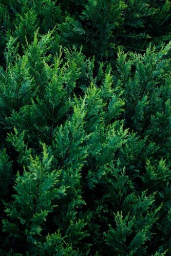 20 Powerful Herbs for Financial Prosperity: How to Use Herbs to Attract Money 4 close up of cedar tree branches