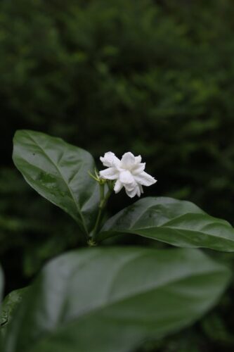 20 Powerful Herbs for Financial Prosperity: How to Use Herbs to Attract Money 9 close up of leaves and jasmine flower