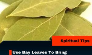 Use Bay Leaves To Bring Prosperity And Abundance Into Your Life