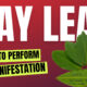 How To Perform Bay Leaf Manifestation: Step-By-Step Guide