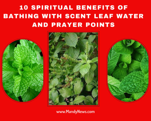 10 Spiritual Benefits Of Bathing With Scent Leaf Water And Prayer Points