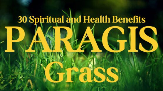 30 Spiritual and Health Benefits of Paragis Grass