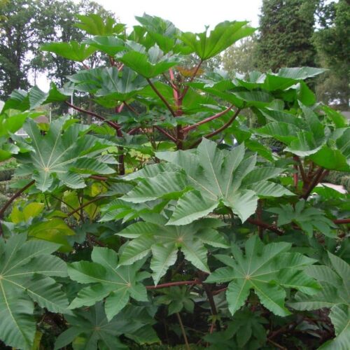 20 Spiritual And Health Benefits Of Castor Plant Leaves And How To Use
