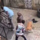 Nigerian Landlord Unleashes His Dog On A Tenant Over Unpaid Rent