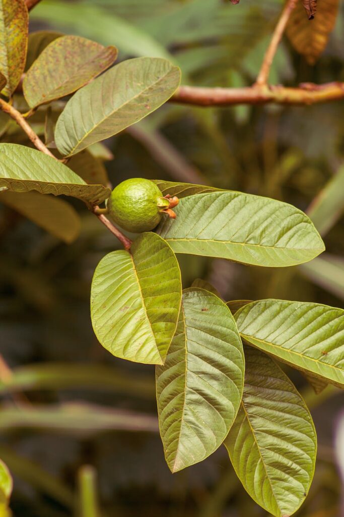 20 Health Benefits Of Guava Leaves And How To Use Them Effectively 