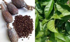 How To Use Ogirisi Leaf And Alligator Pepper For Blessings, Luck, And Positivity