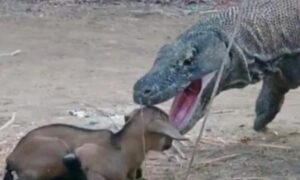 Komodo Dragon Swallowed Goat In 12 Seconds: Video Goes Viral
