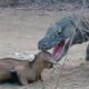 Komodo Dragon Swallowed Goat In 12 Seconds: Video Goes Viral